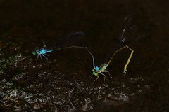Nesobasis angulicollis