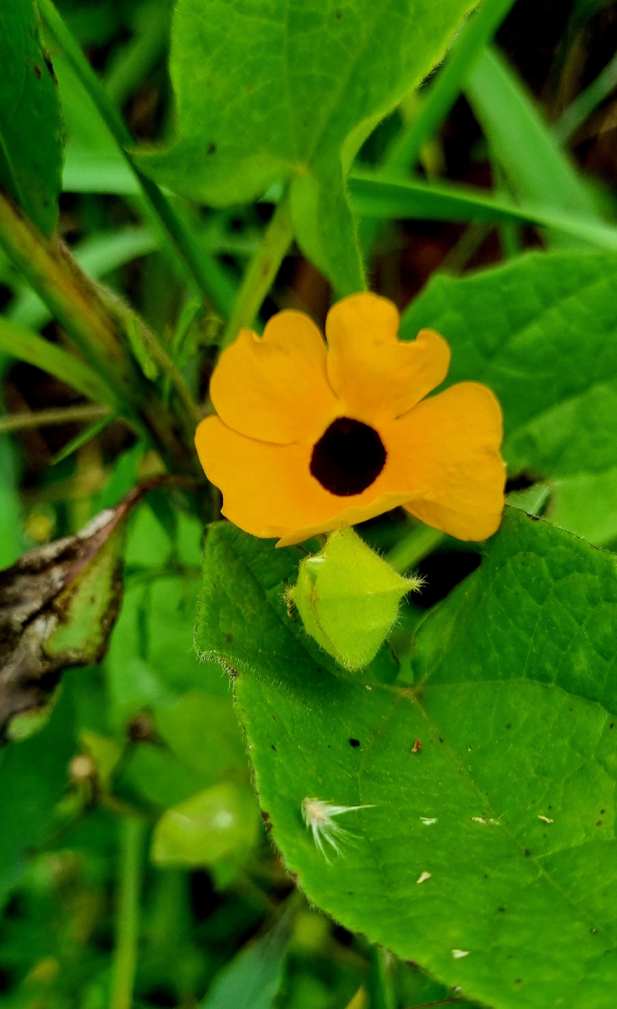 Thunbergia alata