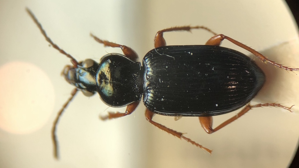 Abacetus salzmanni