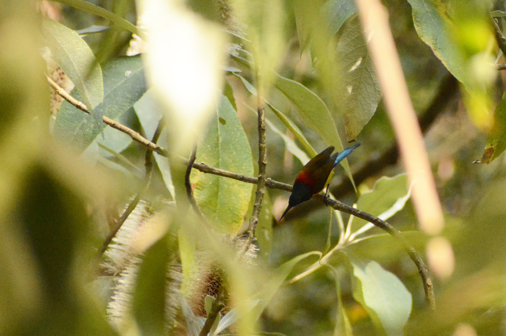 Green-tailed Sunbird (Aethopyga nipalensis), photo 2