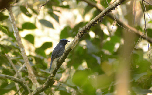 Small Niltava (Niltava macgrigoriae), photo 2