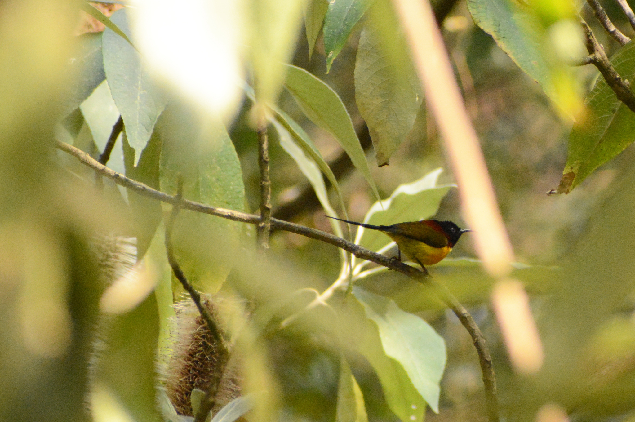 Green-tailed Sunbird (Aethopyga nipalensis), photo 5