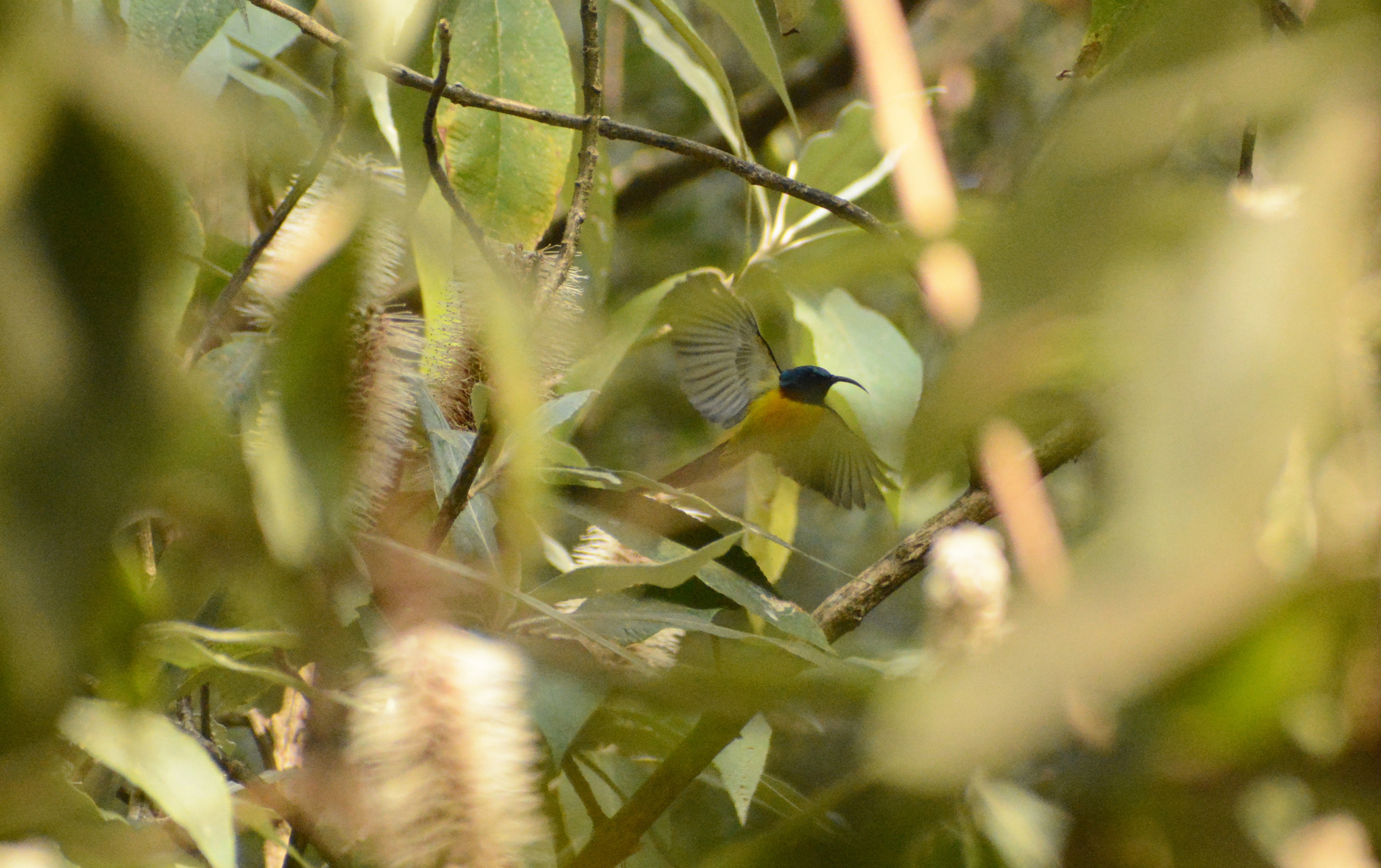 Green-tailed Sunbird (Aethopyga nipalensis), photo 4