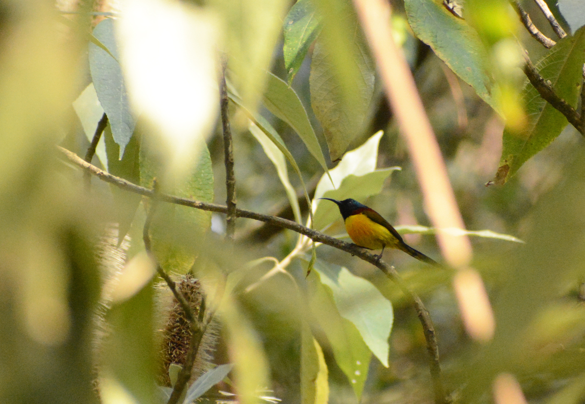 Green-tailed Sunbird (Aethopyga nipalensis), photo 3