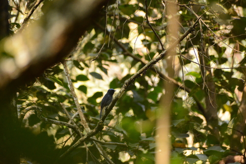 Small Niltava (Niltava macgrigoriae), photo 10