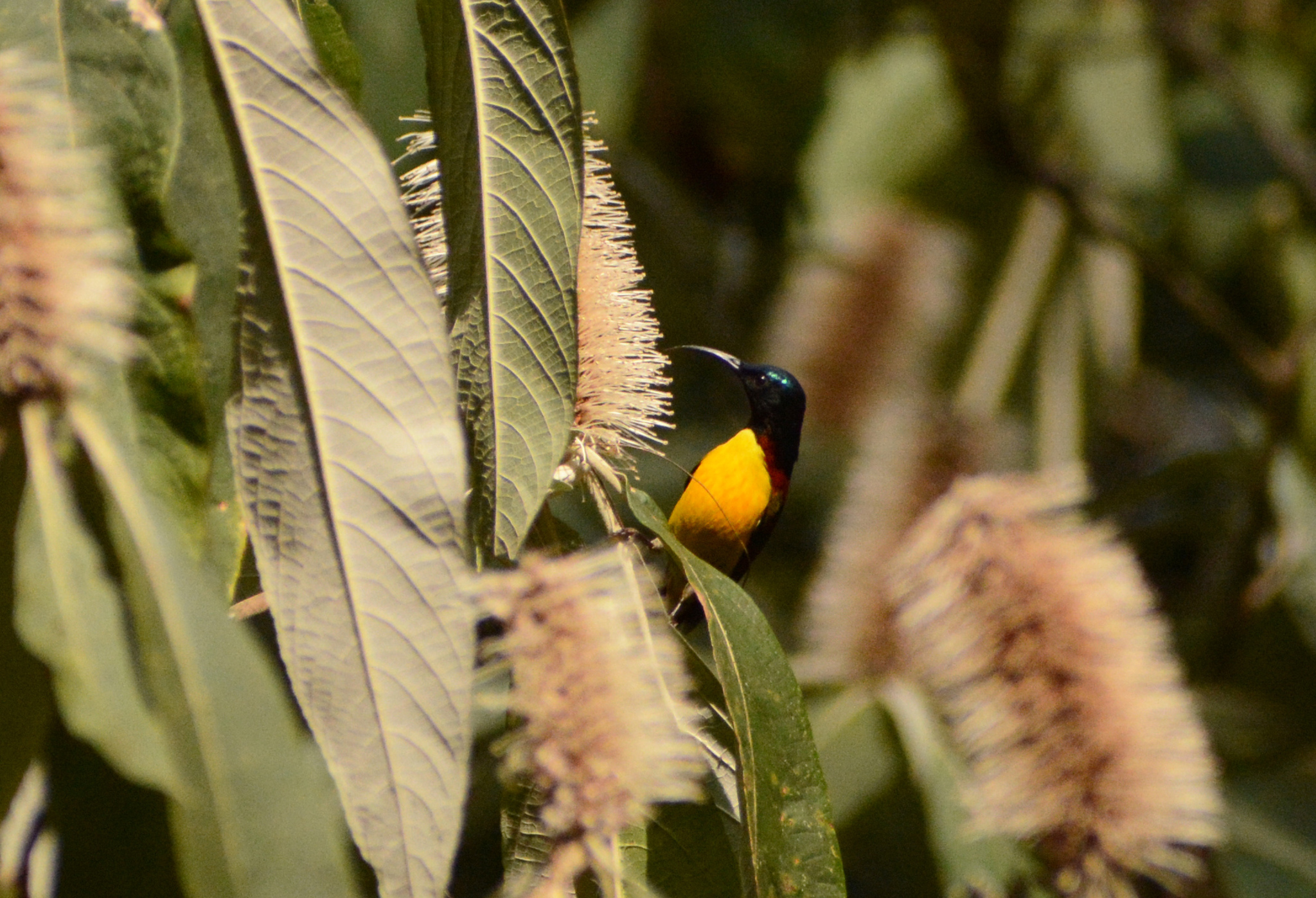Green-tailed Sunbird (Aethopyga nipalensis), photo 6