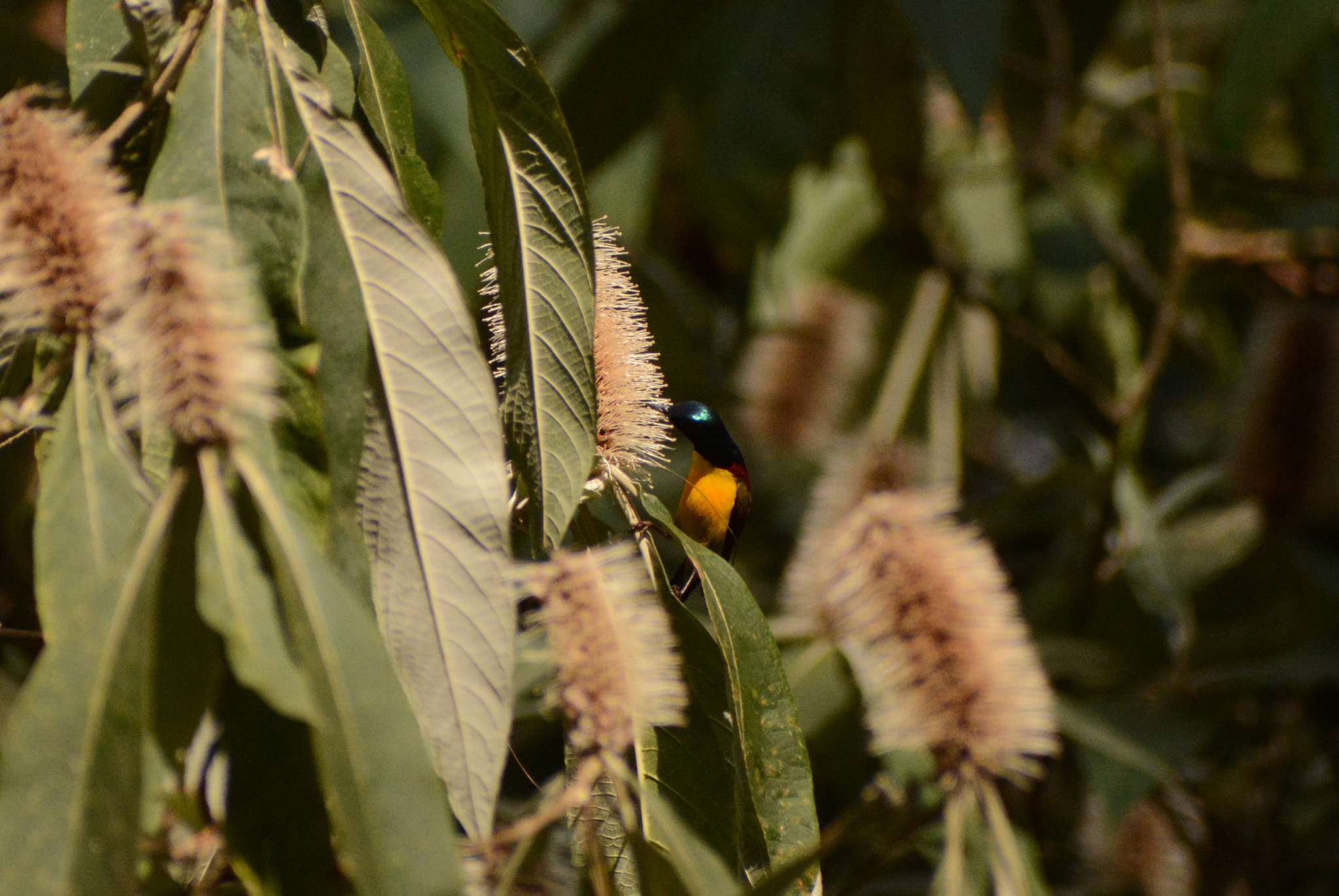 Green-tailed Sunbird (Aethopyga nipalensis), photo 7