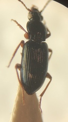 Abacetus salzmanni