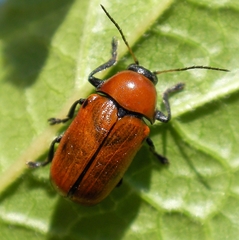 Cryptocephalus coryli