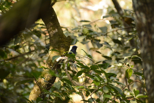 Small Niltava (Niltava macgrigoriae), photo 3