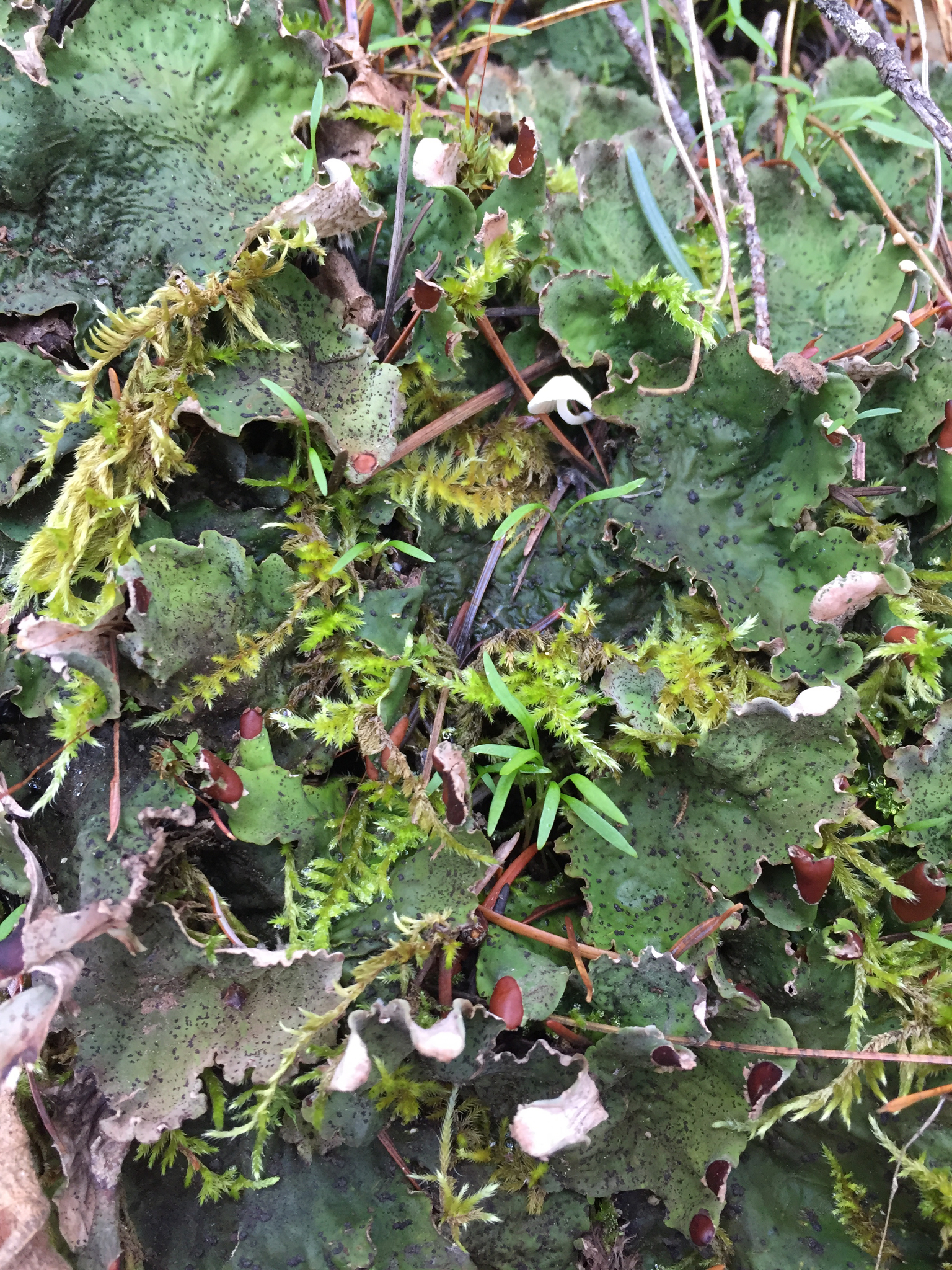 Peltigera aphthosa image