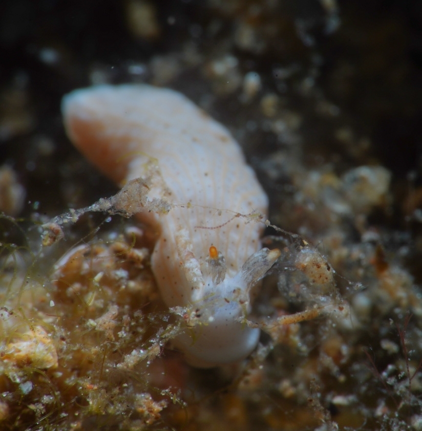 Dermatobranchus oculus