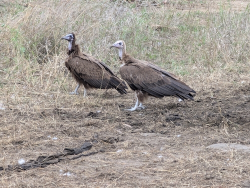 Hooded Vulture (Necrosyrtes monachus), photo 9