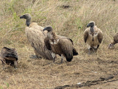 Buitre dorsiblanco africano (Gyps africanus)