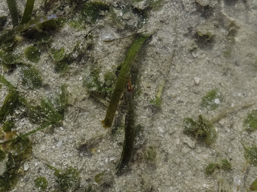 Cymodocea rotundata observed 2026-02-01