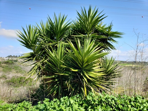 Yucca gigantea