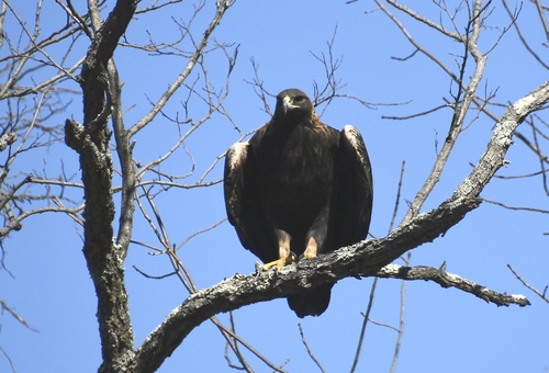 Golden Eagle photographed in West Virginia