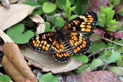 Chlosyne definita