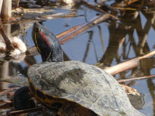 Red-eared Slider