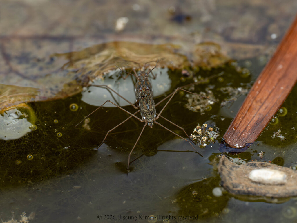 Emaba Insect Amemboa esakii from 715 대만 타이난 난시 구 on February 21, 2026 at 03:27 PM by ...