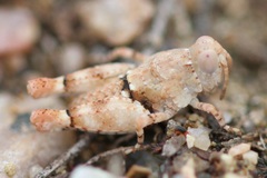 Cibolacris parviceps