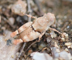 Cibolacris parviceps