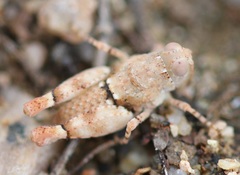 Cibolacris parviceps