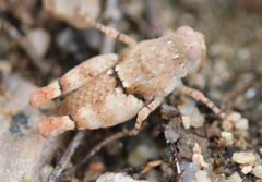 Cibolacris parviceps