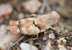 Cibolacris parviceps