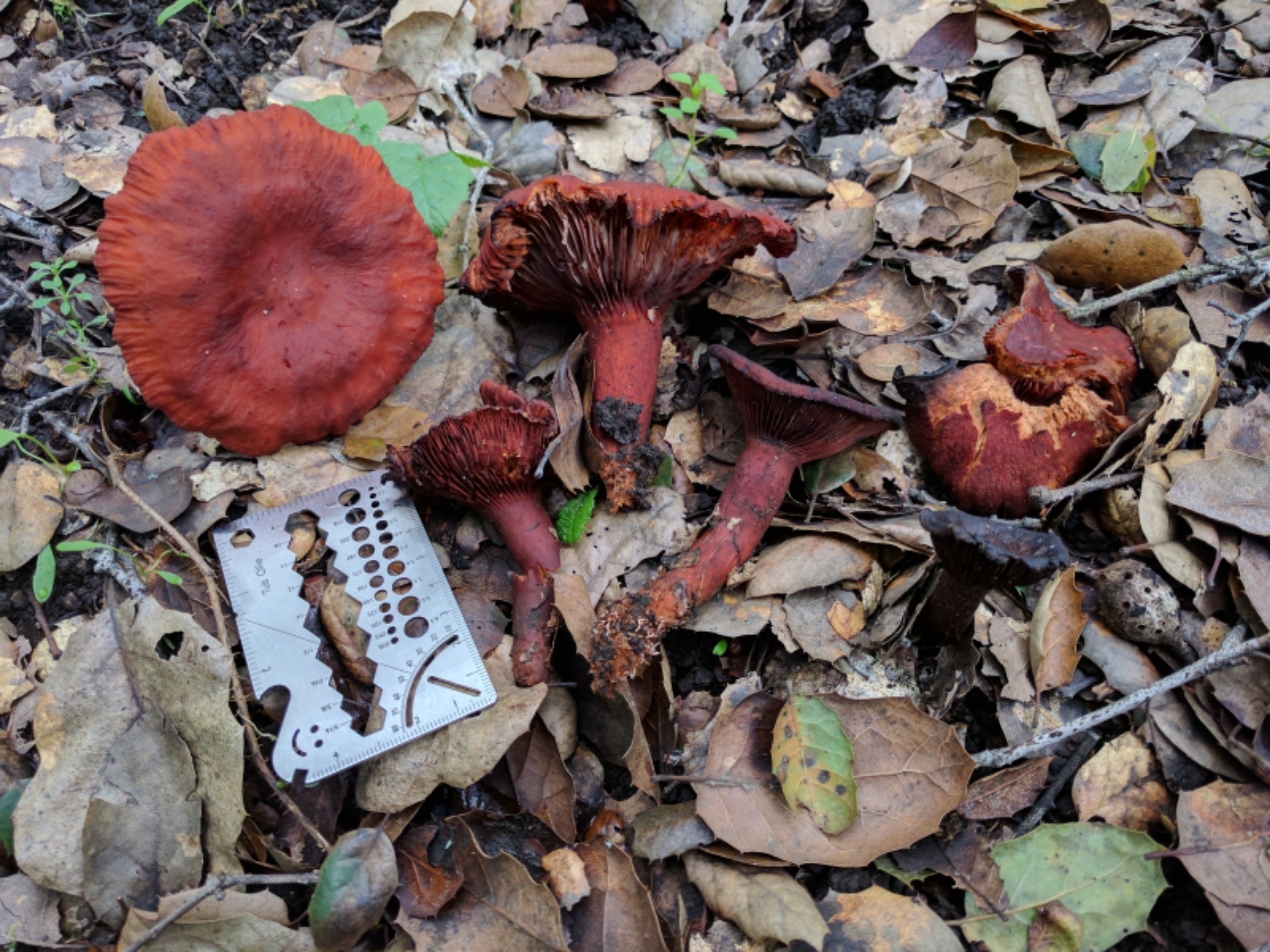 Lactarius rufulus image