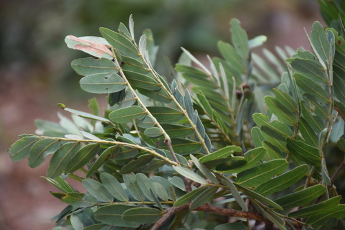 Brachystegia utilis observed 2026-02-24