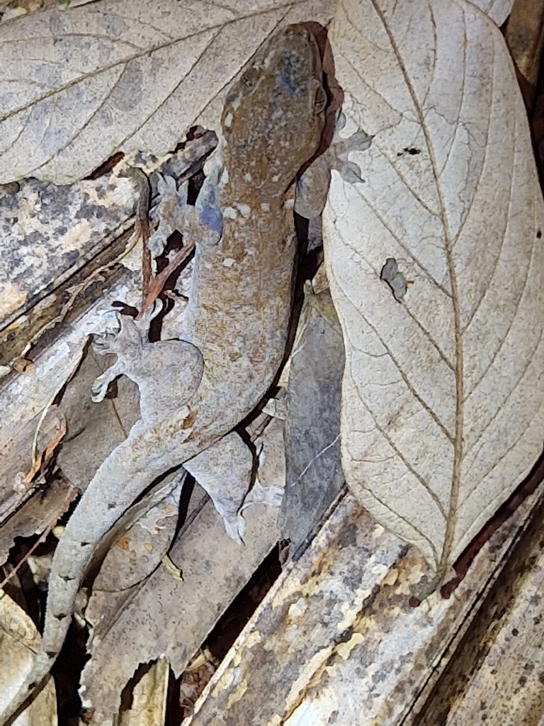 Big Tree Gecko (Gehyra oceanica)