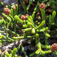 Microcachrys tetragona