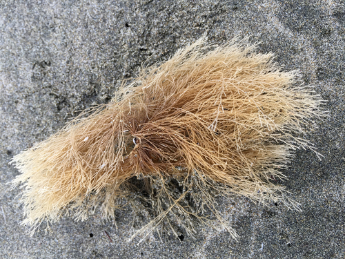 Anthoathecata