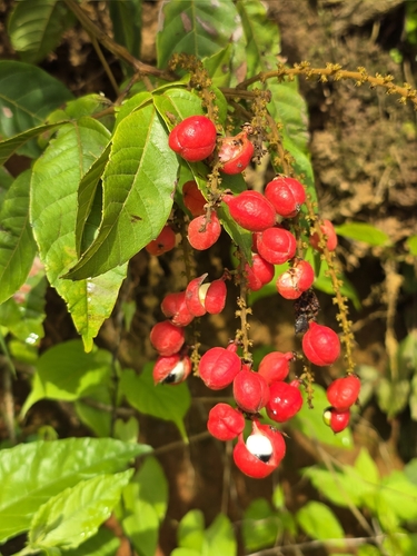 Paullinia cearensis