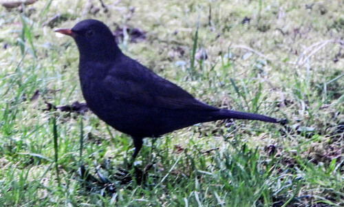 Common Blackbird
