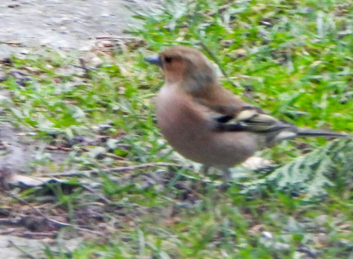 Common Chaffinch