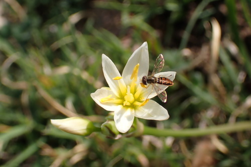 Unknown species found near West Meadowbrook, Fort Worth, TX, USA