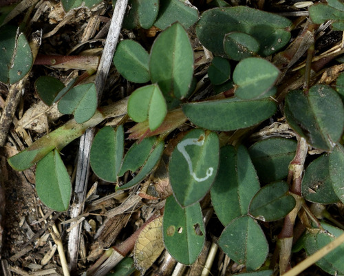 Ophiomyia alysicarpi