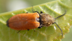 Anostirus castaneus