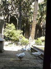 Anser anser domesticus