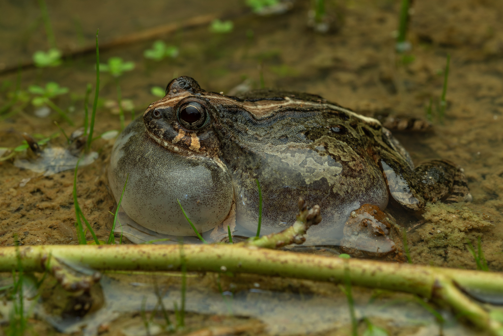 Bahia Dwarf Frog