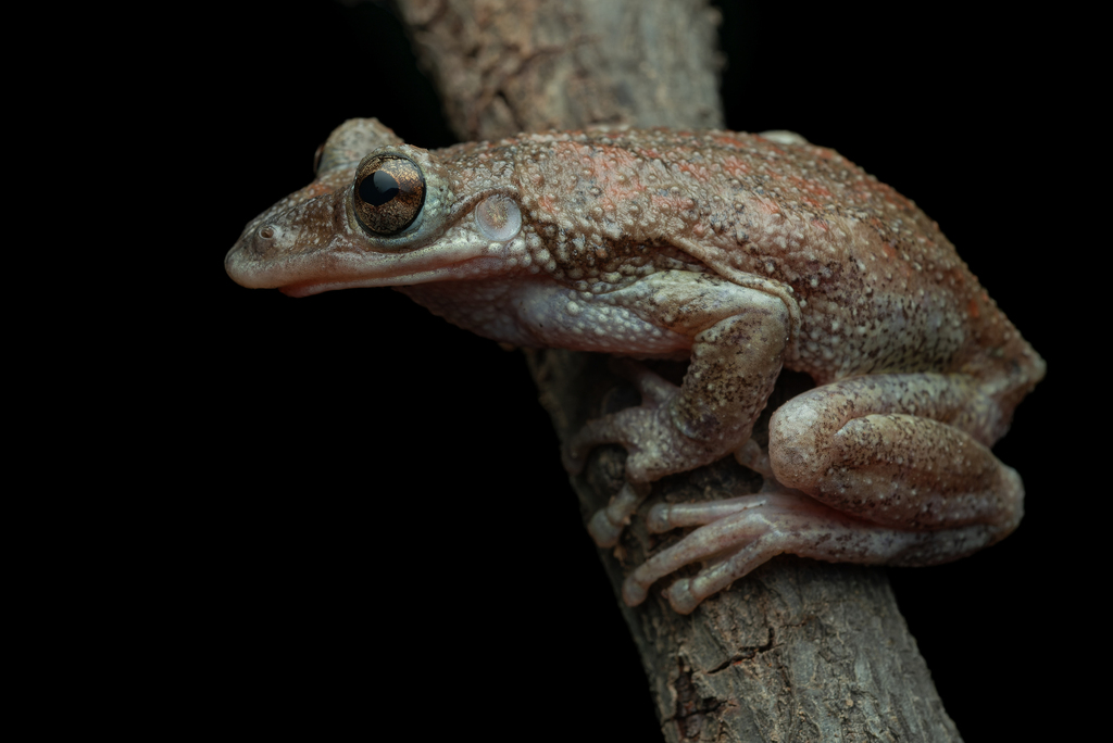 Greening's Tree Frog
