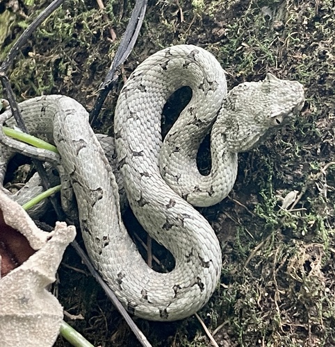 Broad-horned Pitviper