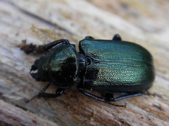 Platycerus