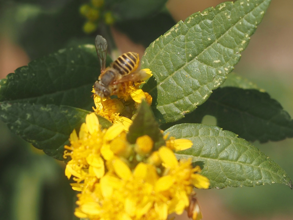Megachile azteca