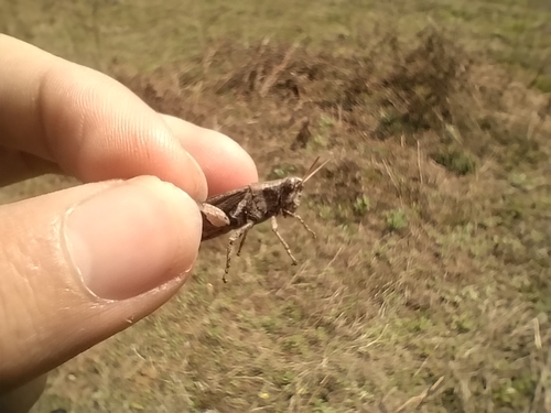 Xenocatantops brachycerus