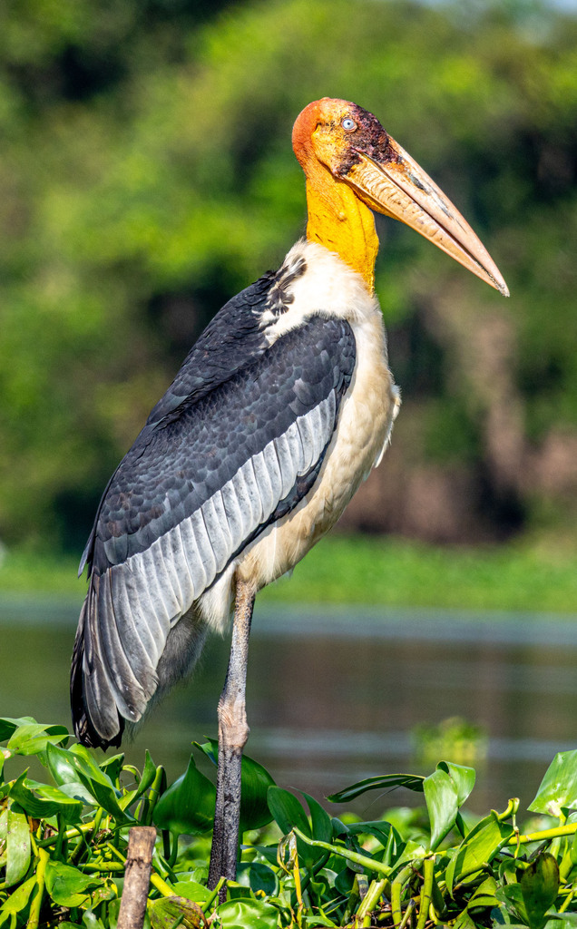 Greater Adjutant