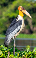 Greater Adjutant photo 1