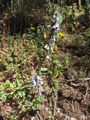 Salvia helianthemifolia